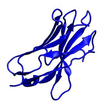 Structure preview of MoDEL 1HCV